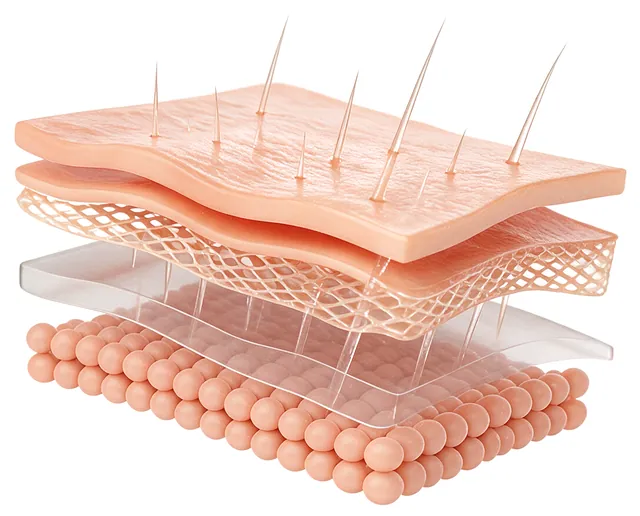 Camadas da pele com as microespículas